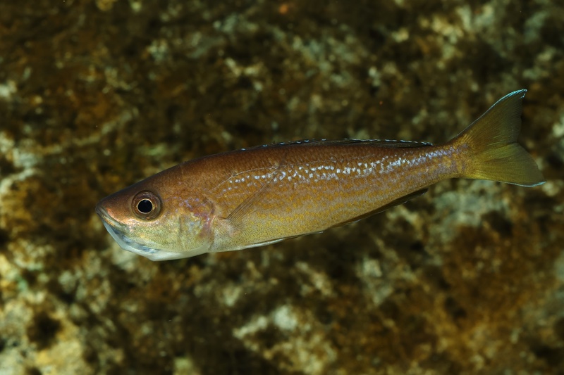 Cyprichromis pavo 'Katete'